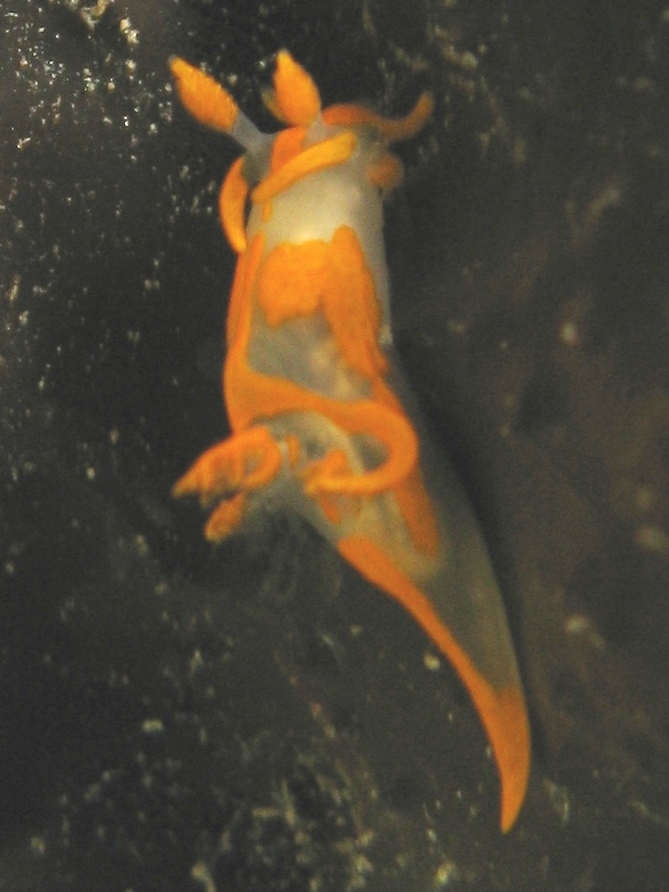 Trapania maculosa